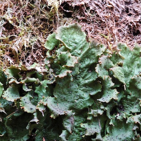peltigera leucophlebia