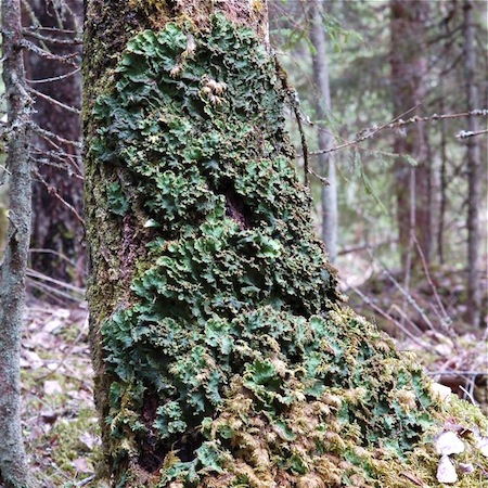 peltigera leucophlebia