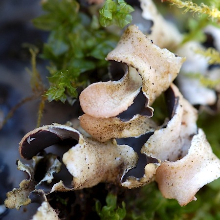 peltigera neckeri