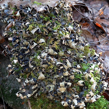 peltigera neckeri