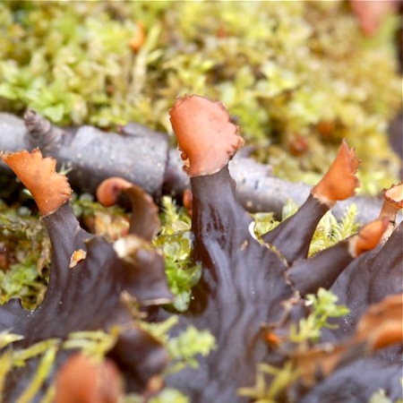 Peltigera neopolydactyla