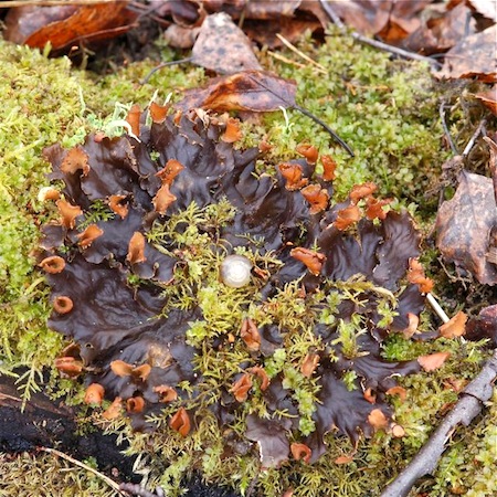 Peltigera neopolydactyla
