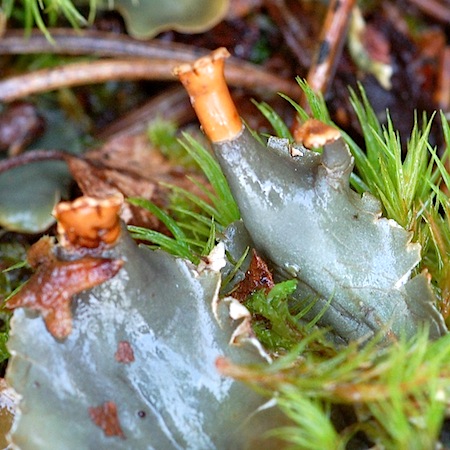 peltigera occidentalis