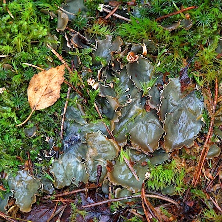 peltigera occidentalis