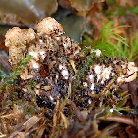 peltigera occidentalis