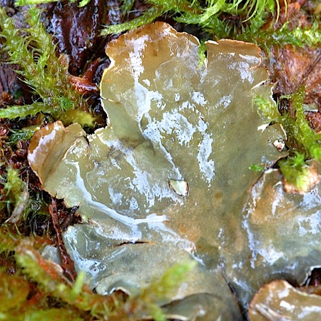 peltigera occidentalis