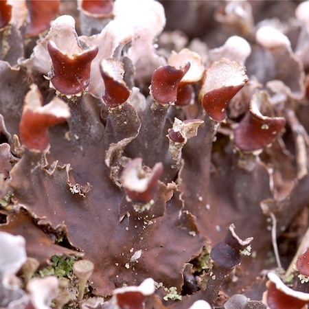 peltigera polydactylon