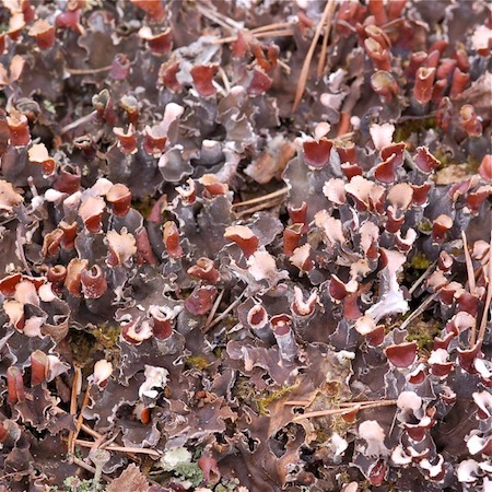 peltigera polydactylon