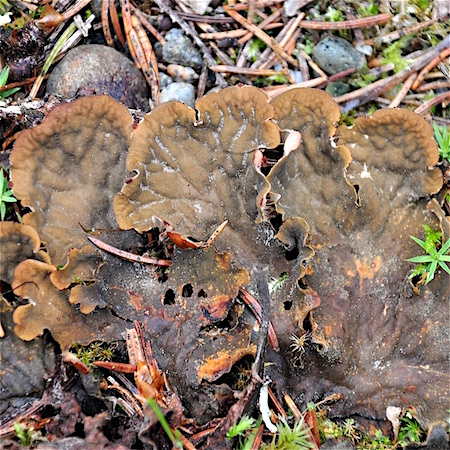 Peltigera ponojensis