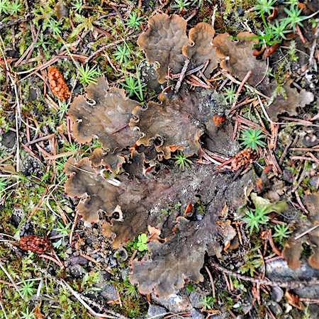Peltigera ponojensis