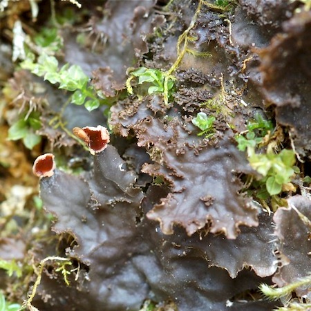peltigera praetextata