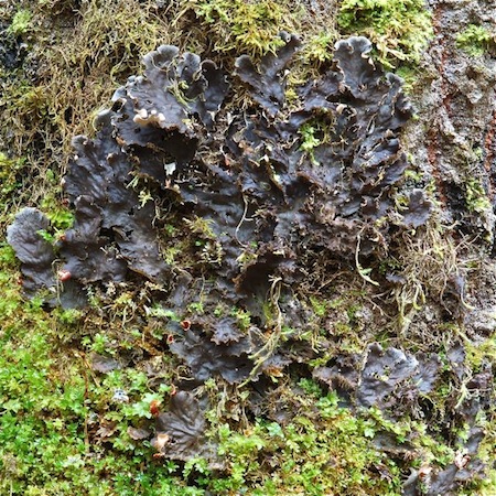 peltigera praetextata