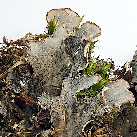 Peltigera rufescens