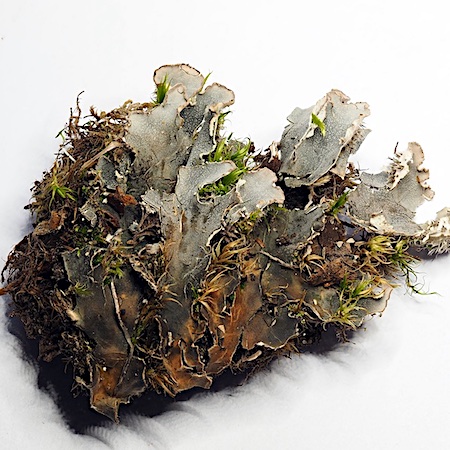 Peltigera rufescens