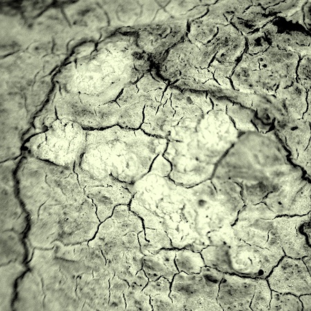 Pertusaria albescens