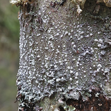 pertusaria amara