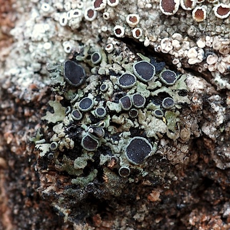 Phaeophyscia ciliata