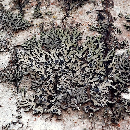 Phaeophyscia ciliata