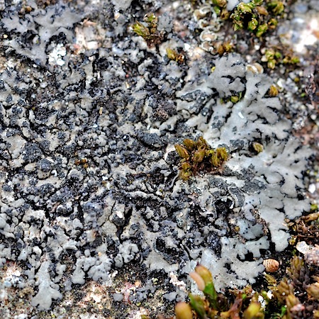 phaeophyscia orbicularis