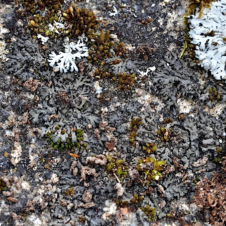 phaeophyscia orbicularis