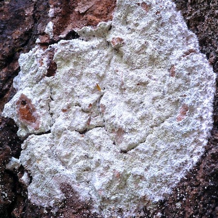 phlyctis argena