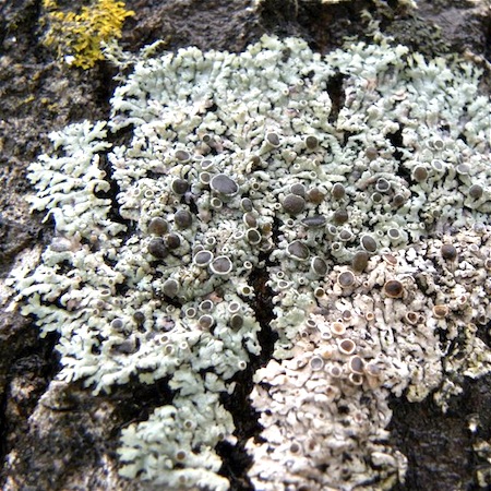 Physcia aipolia