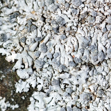 Physcia caesia