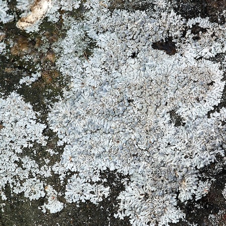 Physcia caesia