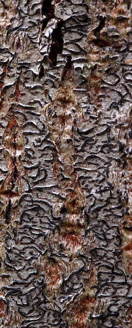 Graphis scripta
