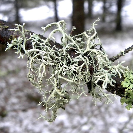 pseudevernia furfuracea