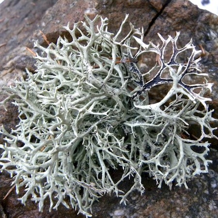 pseudevernia furfuracea