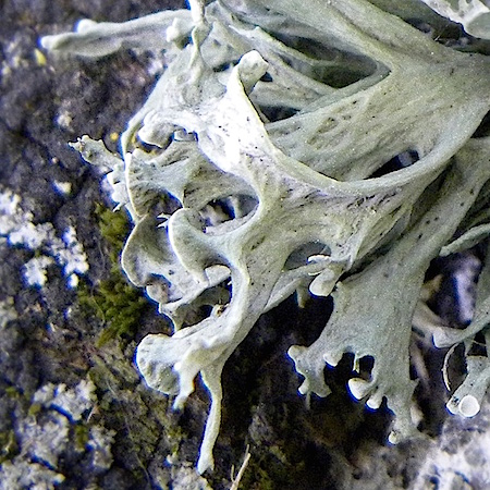 Ramalina fastigiata