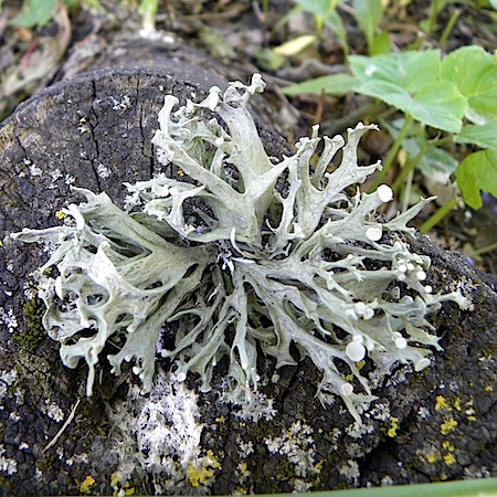 Ramalina fastigiata