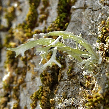 ramalina fraxinea