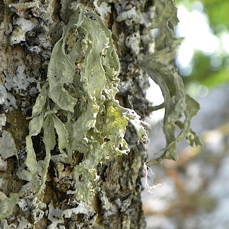 ramalina fraxinea