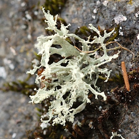 ramalina pollinaria