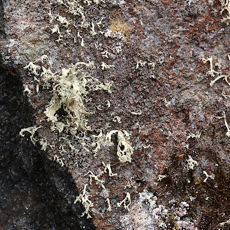 ramalina pollinaria