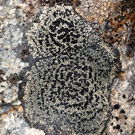 rhizocarpon cinereovirens