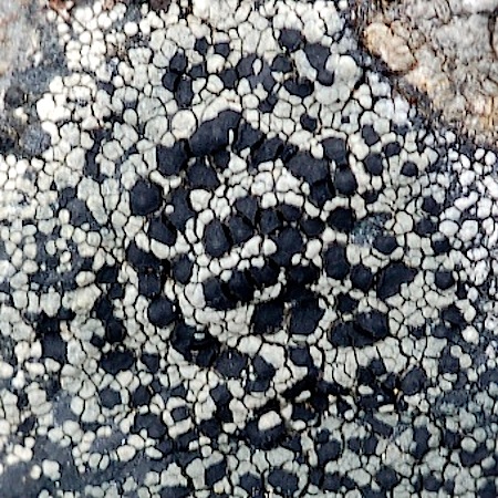 rhizocarpon cinereovirens