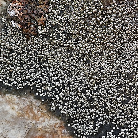 Rhizocarpon eupetraeum