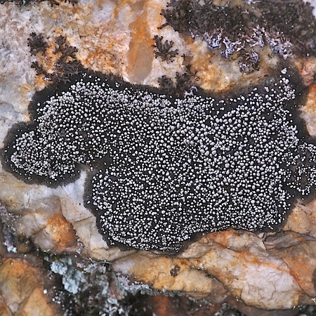 Rhizocarpon eupetraeum