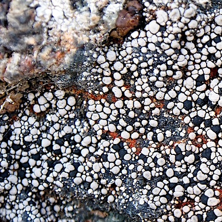 Rhizocarpon geminatum