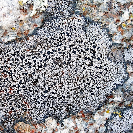 Rhizocarpon geminatum