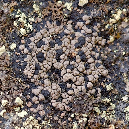 rhizocarpon grande