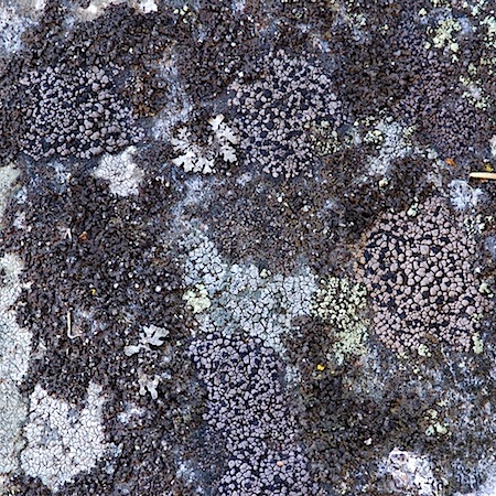 rhizocarpon grande