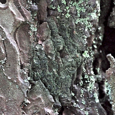 Scoliciosporum chlorococcum