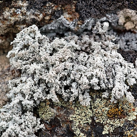 Stereocaulon subcoralloides