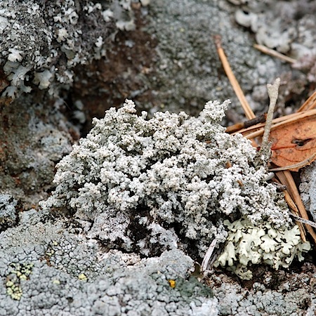 Stereocaulon subcoralloides