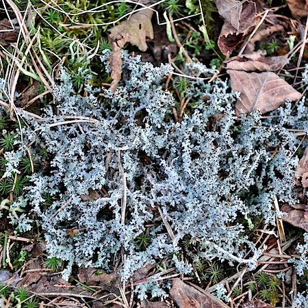 Stereocaulon tomentosum