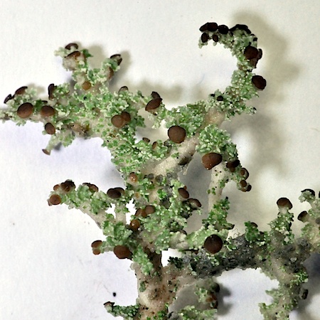 Stereocaulon tomentosum